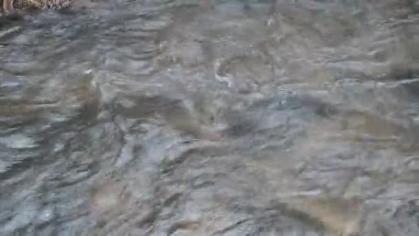 Primo Piano Dell Acqua Che Scorre Sul Fiume Nella Foresta — Video Stock