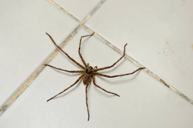  ev karo zemin üzerinde sürünerek ortak huntsman örümcek