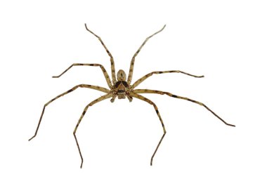 Beyaz arka plan üzerinde sürünerek ortak huntsman örümcek