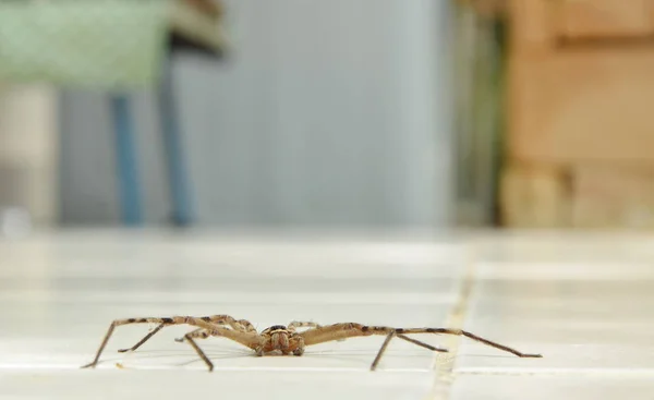 Cazador común araña arrastrándose en el suelo de baldosas de casa —  Fotos de Stock