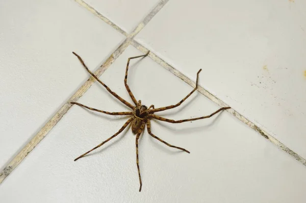 Cazador común araña arrastrándose en el suelo de baldosas de casa —  Fotos de Stock