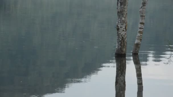 Стовбур Дерева Відображення Поверхні Води Озері — стокове відео