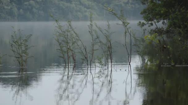 Trädstammen Och Reflektion Vattenytan Sjön — Stockvideo