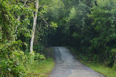  yağmurlu bir gün ormanda için yerel yol