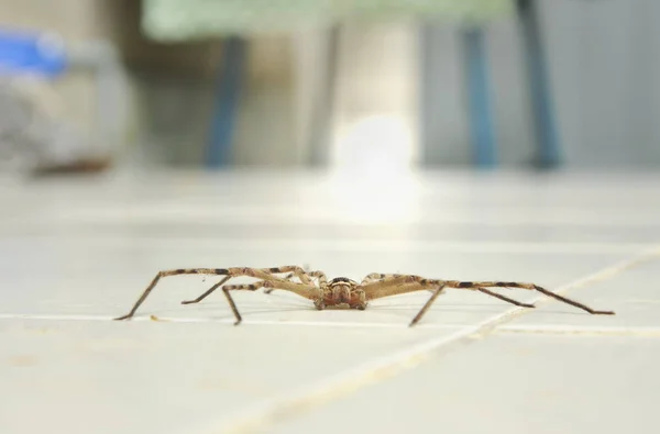 Cazador común araña arrastrándose en el suelo de baldosas de casa — Foto de Stock