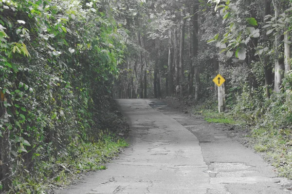 Örtliche Straße in den Wald bei Regen — Stockfoto