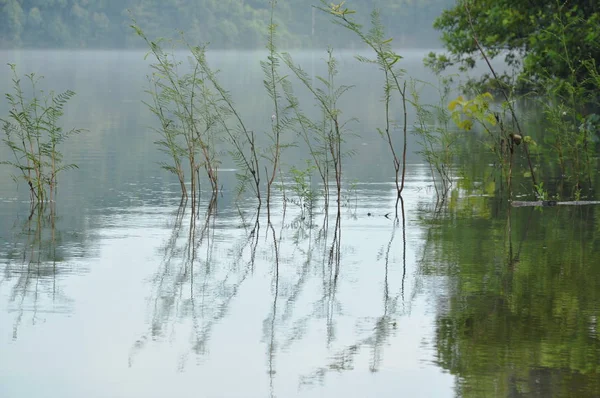 Tronco de árvore e reflexão sobre a superfície da água no lago — Fotografia de Stock