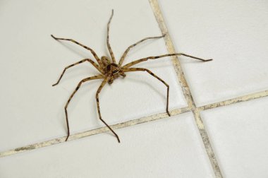 ev karo zemin üzerinde sürünerek ortak huntsman örümcek