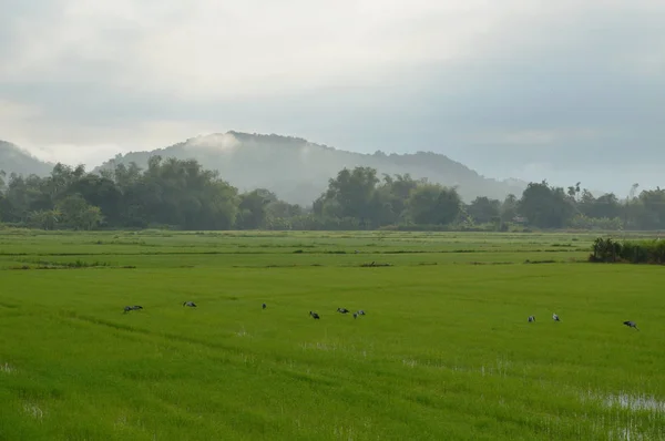 Reiher Auf Der Jagd Nach Muscheln Morgen Auf Dem Reisfeld — Stockfoto