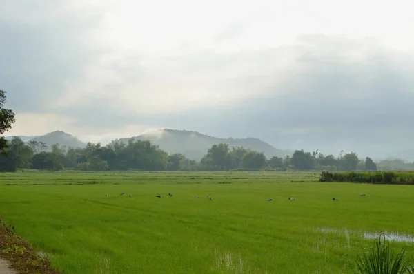 Охотиться Ракообразных Рисовом Поле Утром — стоковое фото