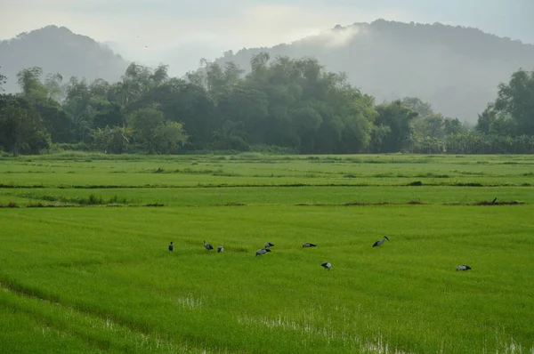 Охотиться Ракообразных Рисовом Поле Утром — стоковое фото