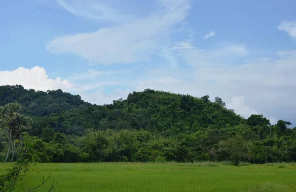 Montaña y campo de arroz en el día soleado —  Fotos de Stock