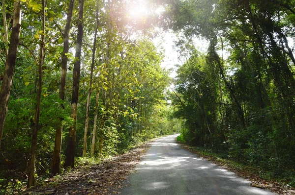 Perspective Local Road Forest Thailand — Stock Photo, Image
