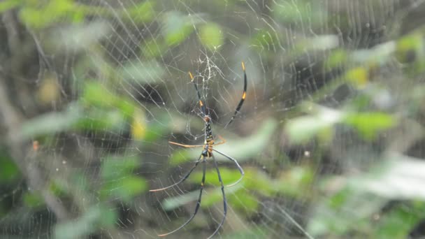 Batik Araña Dorada Trepando Red Cayendo Las Víctimas Bosque — Vídeos de Stock