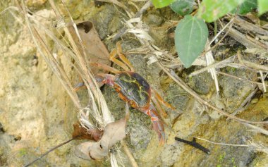 ormandaki kayaya tırmanma şelale yengeç