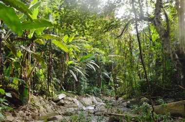 orman manzara ve ormanda rive