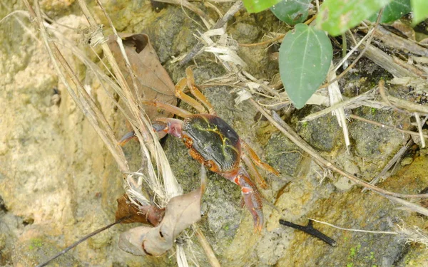 ormandaki kayaya tırmanma şelale yengeç