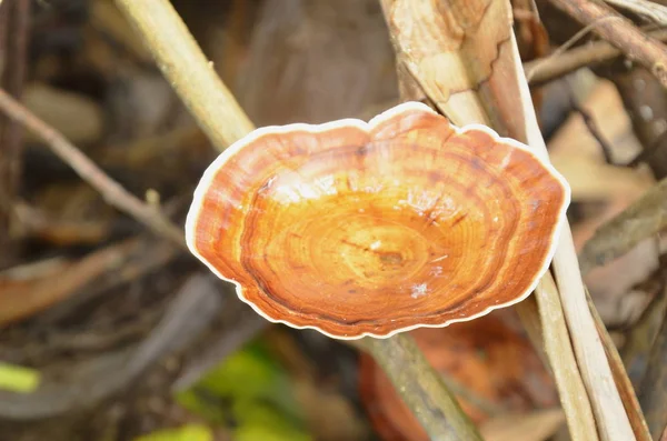 Funghi Selvatici Che Crescono Tronchi Legno Nella Foresta — Foto Stock