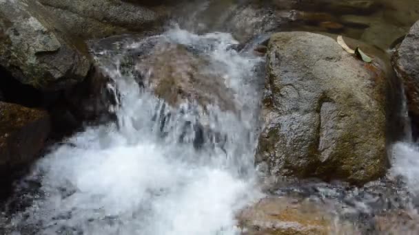 Acqua Scorre Attraverso Passo Del Fiume Roccia Pietra Forset — Video Stock