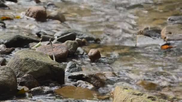 Acqua Scorre Attraverso Passo Del Fiume Roccia Pietra Forset — Video Stock