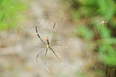  batik Altın Örümcek ormandaki mağdurları için bekleyen net tarama