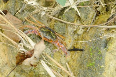 ormandaki kayaya tırmanma şelale yengeç