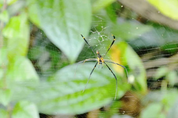 Batik Araña Dorada Arrastrándose Red Esperando Las Víctimas Bosque —  Fotos de Stock