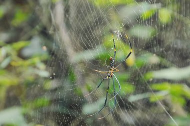 batik Altın Örümcek ormandaki mağdurları için bekleyen net tarama