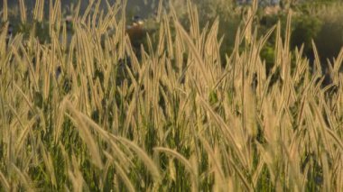 çiçekli gelen rüzgar'nde günbatımı Wang Bon rezervuar Tayland üfleme çimen