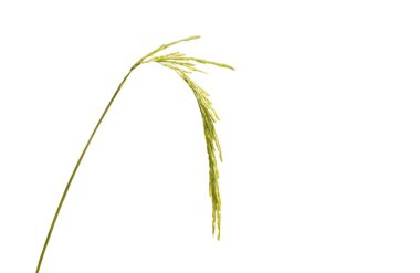 çeltik beyaz arka planda izole dalı