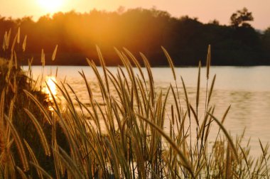 çiçekli gelen rüzgar'nde günbatımı Wang Bon rezervuar Tayland üfleme çimen