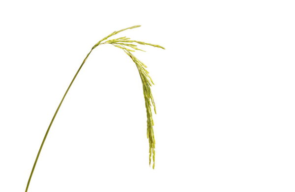 rice paddy on branch isolated in white background