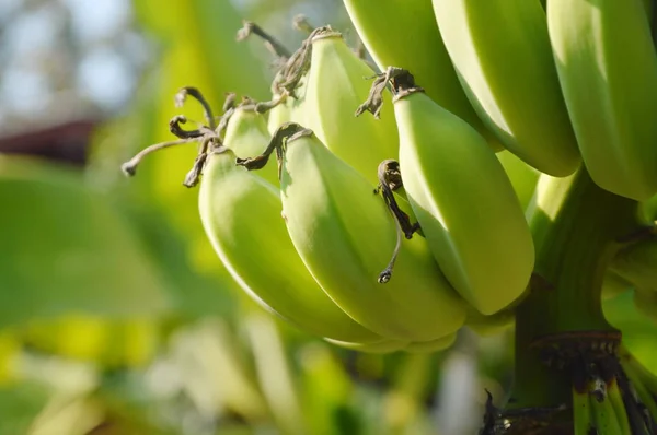 Rohe Banane Hängt Bauernhof Ast — Stockfoto