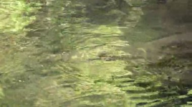 Nehri geçmek kayada düşen su ve orman içinde taş