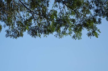 parlak gökyüzü arka plan dalda yaprak