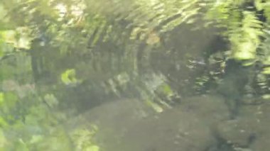 su strider veya ormandaki nehir yüzeyinde yüzen su birikintisi sketer