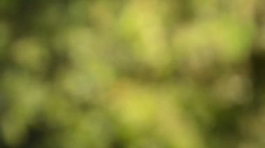 Nehirde akan su yüzeyindeki güneş ışığı yansıması bulanık