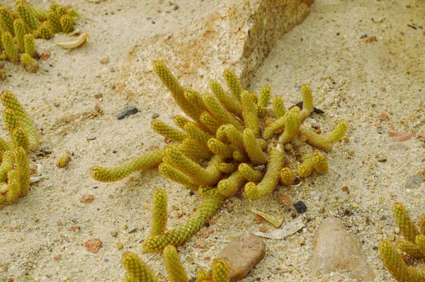 Mammillaria elongata çöl bitki büyüme kum zemin