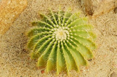  kum zeminde echinocactus grusonii çöl bitki büyüme üstten görünüm