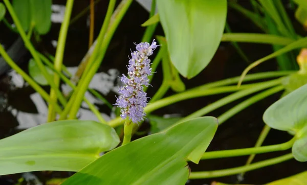 Pontederia cordata tropische Wasserpflanze blüht im Pool — Stockfoto