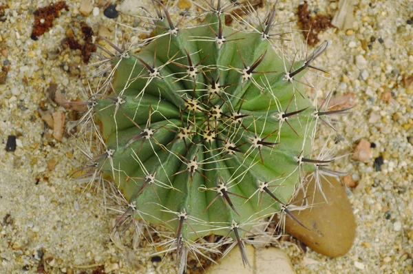 Vista superior do crescimento da planta do deserto frocactus latispinus no solo de areia — Fotografia de Stock