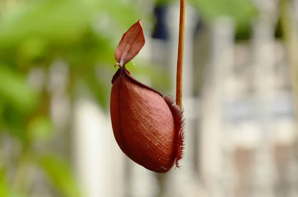Nidifica ibridi o pianta brocca appesa al ramo in giardino — Foto Stock