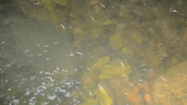 Strider Veya Ormandaki Nehir Yüzeyinde Yüzen Birikintisi Sketer — Stok video