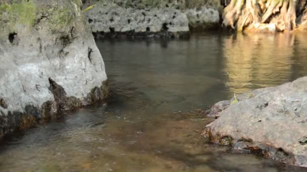 Eau Coule Travers Col Rivière Roche Pierre Dans Forêt — Video