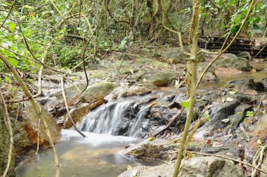  Nehri geçmek kayada düşen su ve orman içinde taş