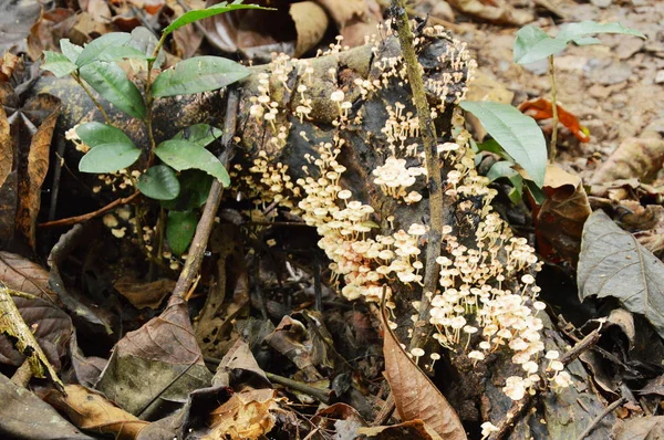 Fungo grappolo di funghi che cresce dal tronco di decadimento a terra nella foresta — Foto Stock