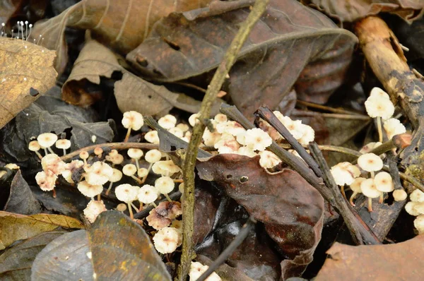 Грибний гриб, що росте з колоди гниття на землі в лісі — стокове фото