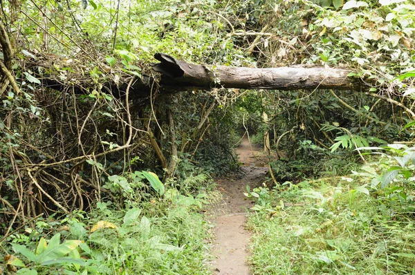 Camino de acceso a la cascada en Jetkod-Pongkonsao ubicación de viaje en Tailandia —  Fotos de Stock