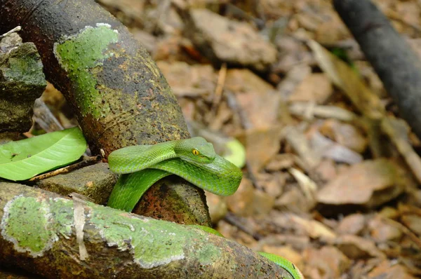 Zelená jámy zmijí asijský had najet na dřevěný v lese — Stock fotografie