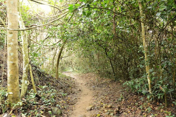 Sentier Menant Cascade Jetkod Pongkonsao Lieu Voyage Thaïlande — Photo